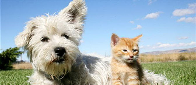 bandeau_chien_chat